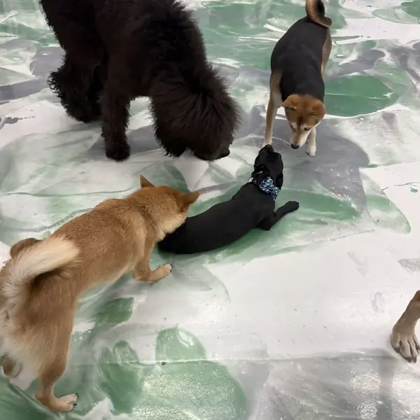 Dog enjoying a boarding stay at K9 Rox Club